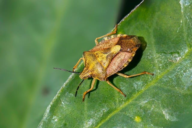 bug-640x480-83104919.jpeg