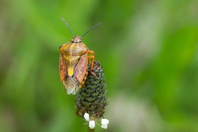 bug-640x480-83724197.jpeg