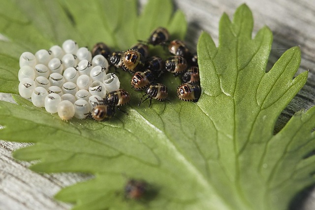 bug-640x480-85644518.jpeg