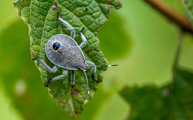 Landscaping Tactics: Natural Boxelder Bug Control Solutions for Homes & Businesses
