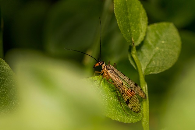 bug-640x480-95906065.jpeg
