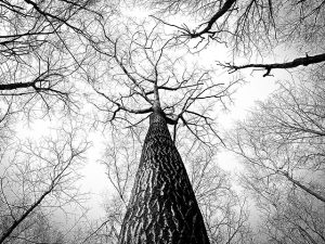 canopy-640x480-24986242.jpeg