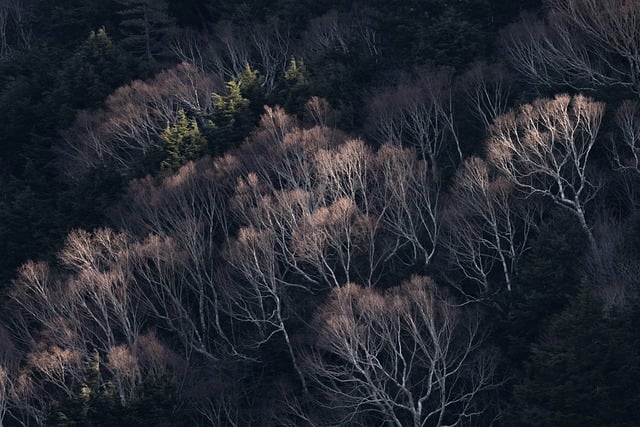 canopy-640x480-25912469.jpeg