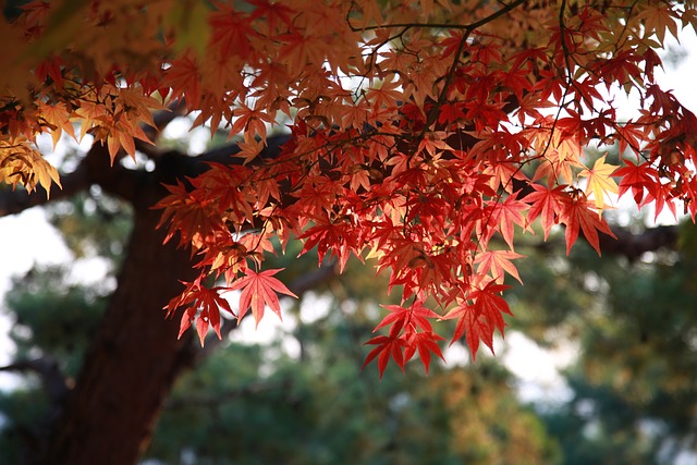 canopy-640x480-2777622.jpeg