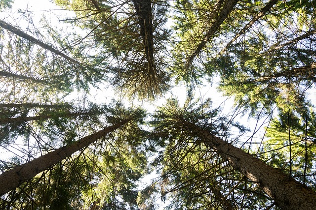 canopy-640x480-37220700.jpeg