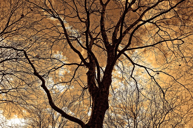 canopy-640x480-41692827.jpeg