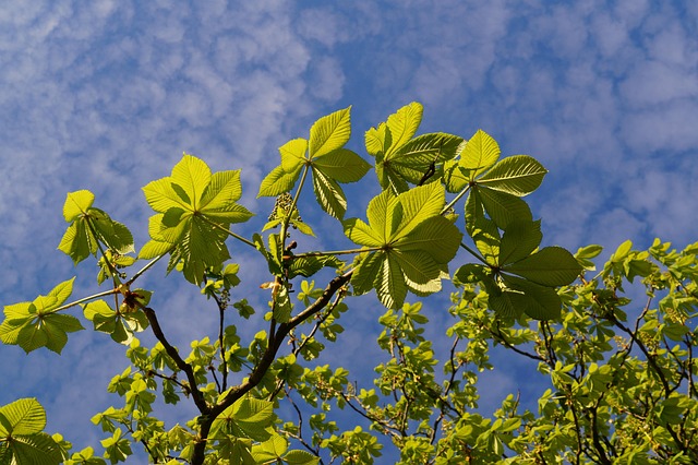 canopy-640x480-49231747.jpeg