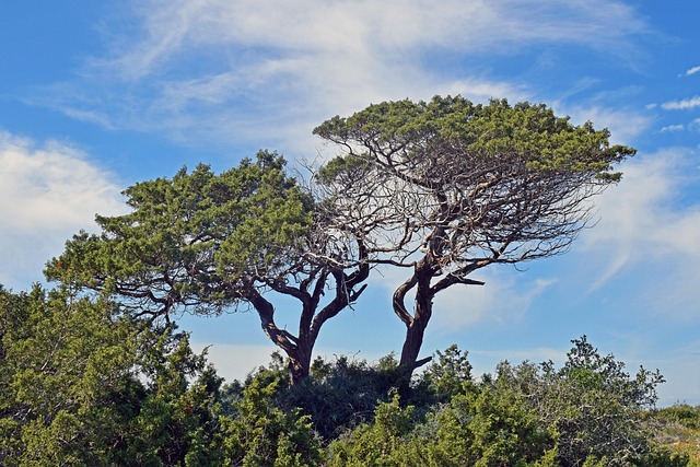 canopy-640x480-64755879.jpeg