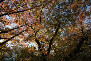 canopy-640x480-70970934.jpeg