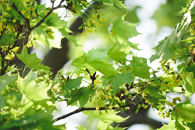 canopy-640x480-79485041.jpeg