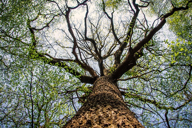 canopy-640x480-88923214.jpeg