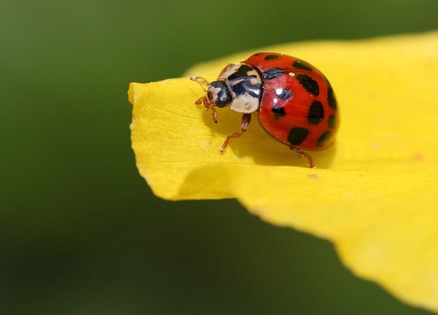 carpet-beetle-beetle-640x480-18492862.jpeg