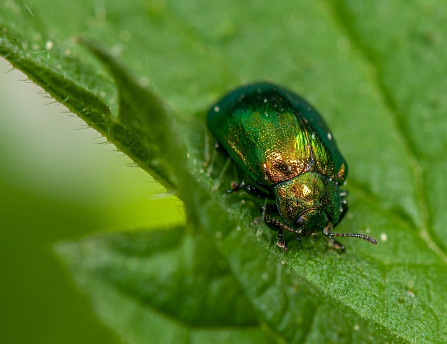 carpet-beetle-beetle-640x480-2349892.jpeg