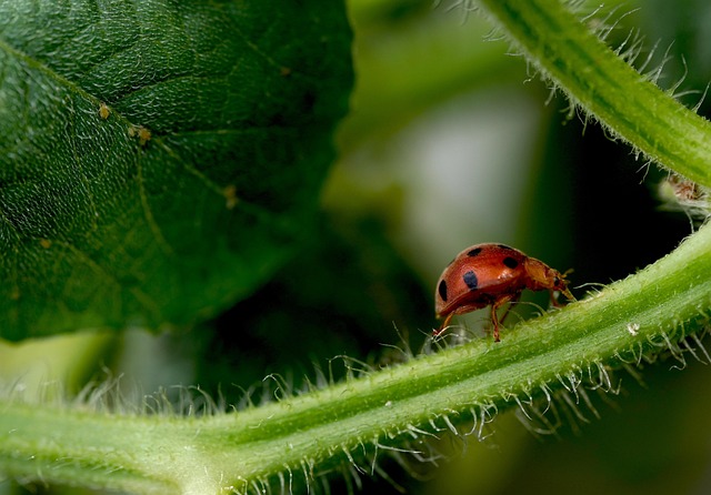 carpet-beetle-beetle-640x480-41522933.jpeg