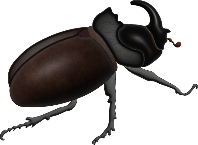 carpet-beetle-beetle-640x480-47159705.png