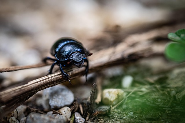 carpet-beetle-beetle-640x480-81749674.jpeg