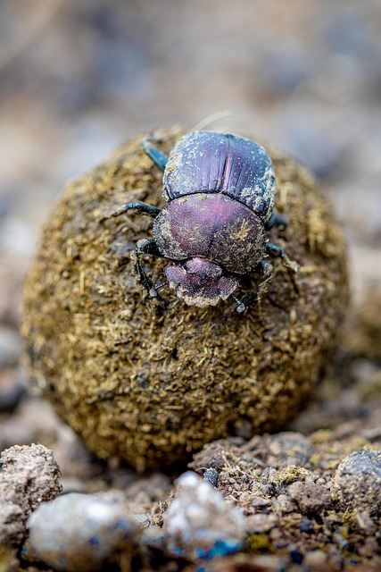 carpet-beetle-beetle-640x480-87207690.jpeg