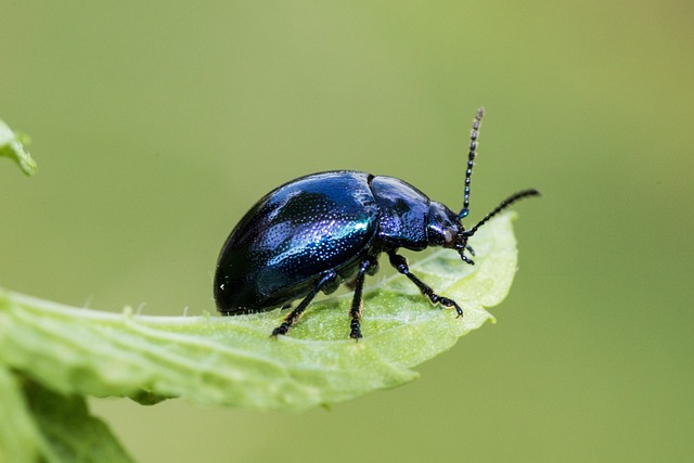 carpet-beetle-beetle-640x480-91155305.jpeg