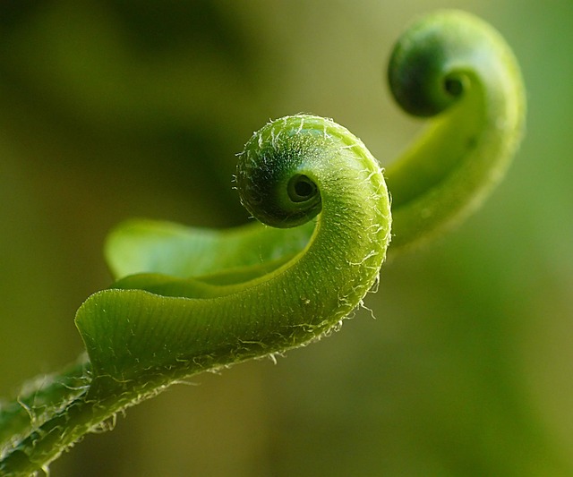 centipede-640x480-23624587.jpeg