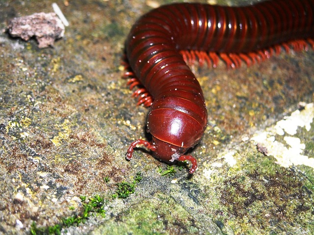 centipede-640x480-27881115.jpeg
