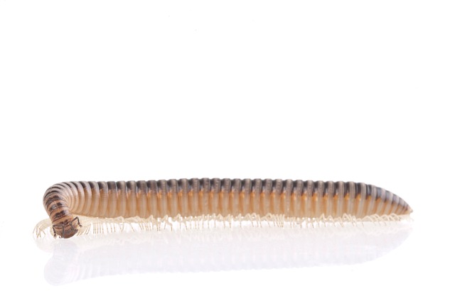 centipede-640x480-38434361.jpeg
