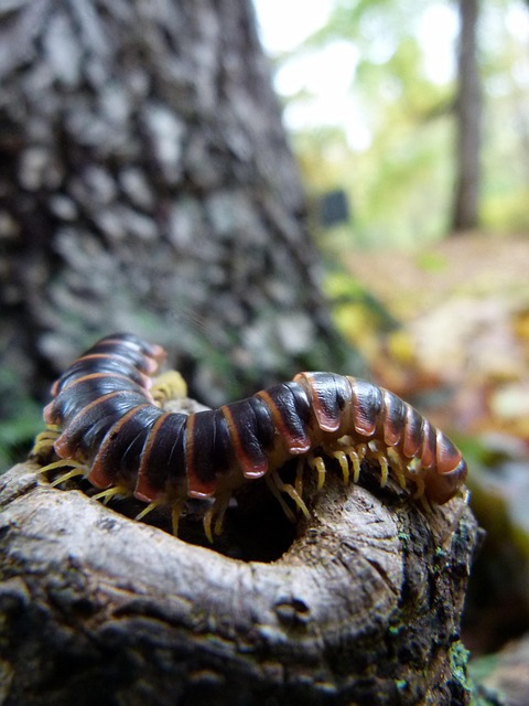 centipede-640x480-42573677.jpeg