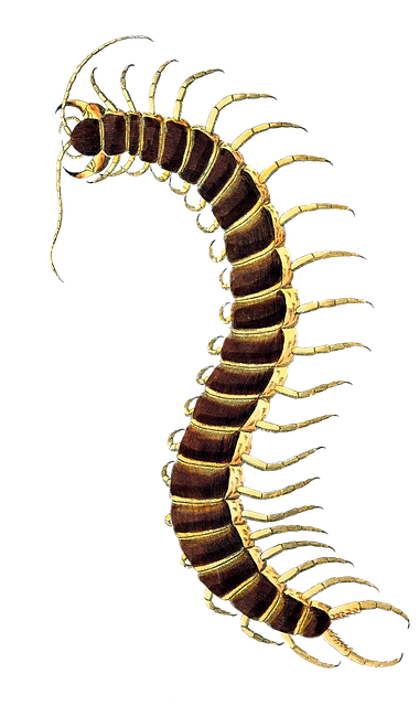 centipede-640x480-4952971.png