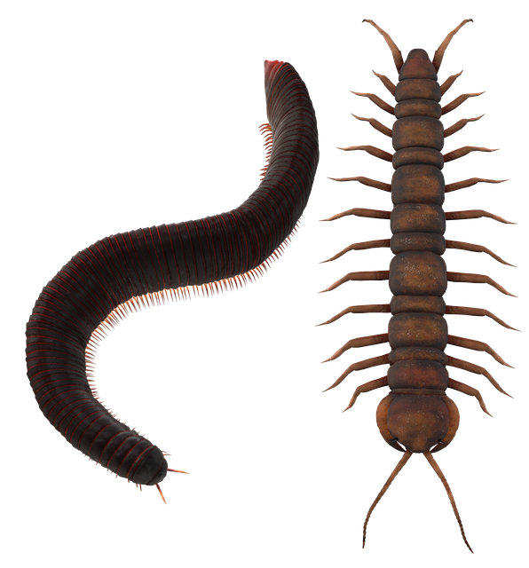 centipede-640x480-50806473.png
