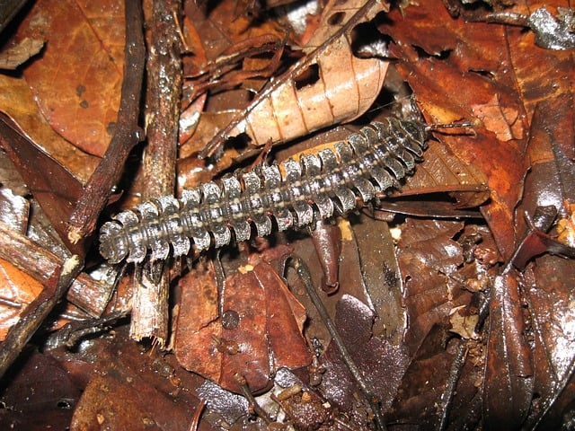 Expert Inspections: Uncovering Centipede Entry Points for Commercial Control
