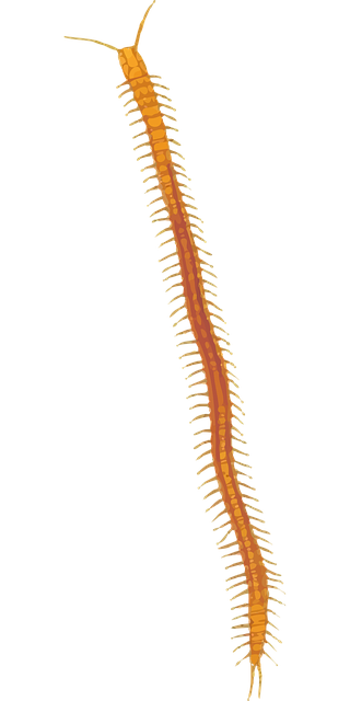 centipede-640x480-6630555.png