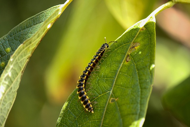 centipede-640x480-66405613.jpeg