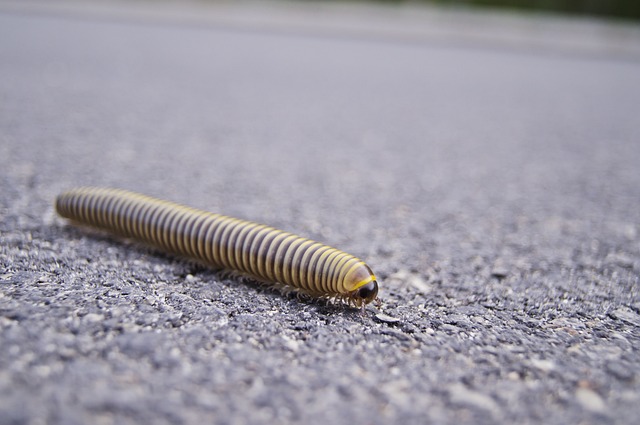 centipede-640x480-73277963.jpeg
