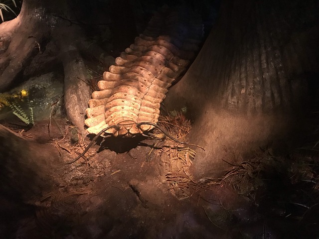 centipede-640x480-84061856.jpeg
