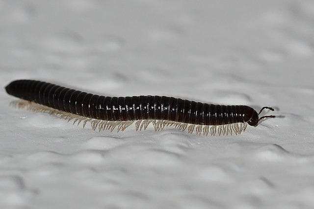 Tailored Centipede Solutions: From Residential to Commercial Extermination