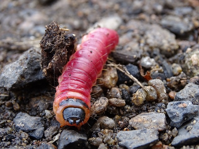Affordable Residential Centipede Treatment: Effective Solutions for Homeowners