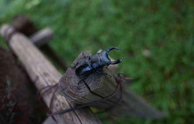 cigarette-beetle-beetle-640x480-10166643.jpeg