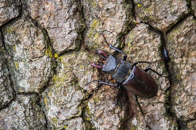 cigarette-beetle-beetle-640x480-24537400.jpeg