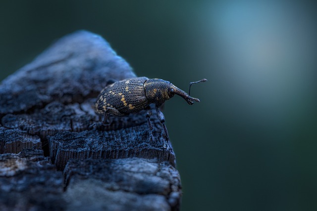 cigarette-beetle-beetle-640x480-26950014.jpeg