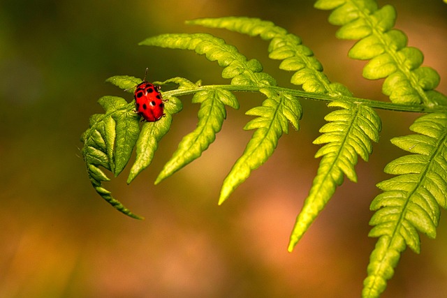 cigarette-beetle-beetle-640x480-33901910.jpeg