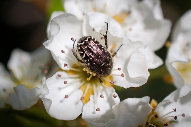 cigarette-beetle-beetle-640x480-35328607.jpeg