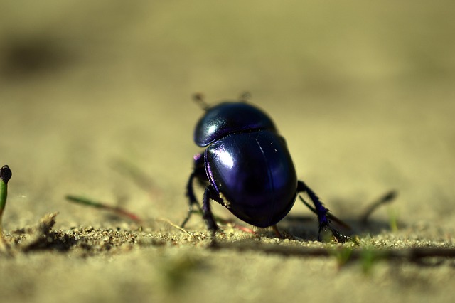 cigarette-beetle-beetle-640x480-43572664.jpeg