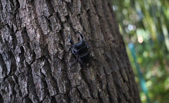 cigarette-beetle-beetle-640x480-60121878.jpeg