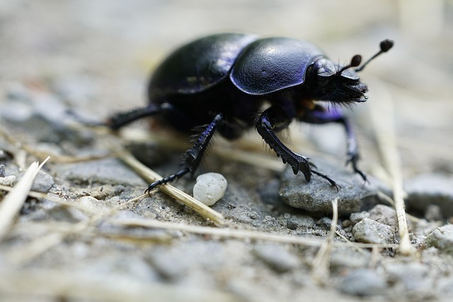 cigarette-beetle-beetle-640x480-67059573.jpeg