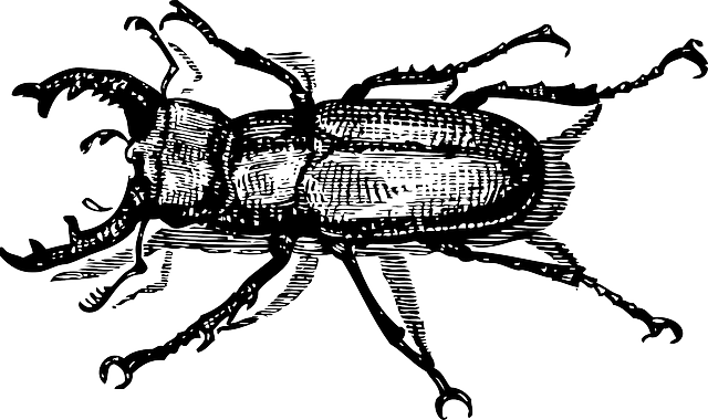 cigarette-beetle-beetle-640x480-96735816.png