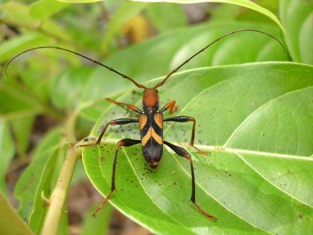 cigarette-beetle-beetle-640x480-97444563.jpeg