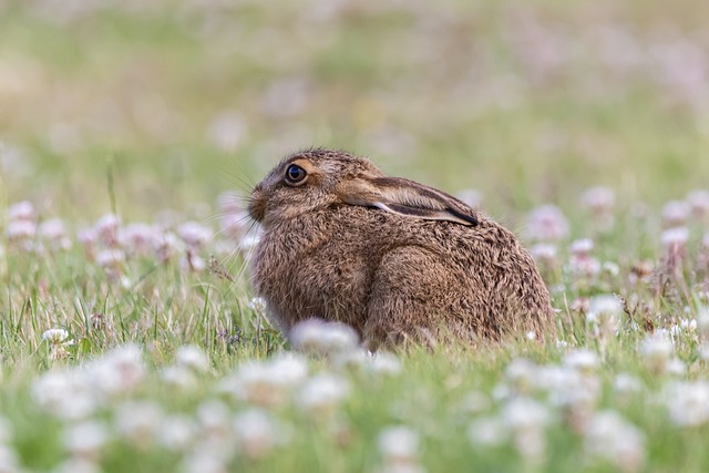 Prevent Clover Mites: Proactive Tips & Services for Home Protection