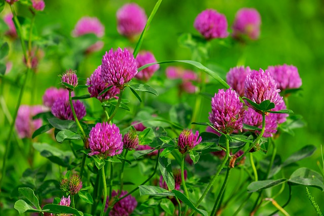 clover-mites-mites-640x480-34030871.jpeg
