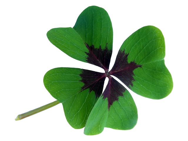 clover-mites-mites-640x480-35213164.jpeg