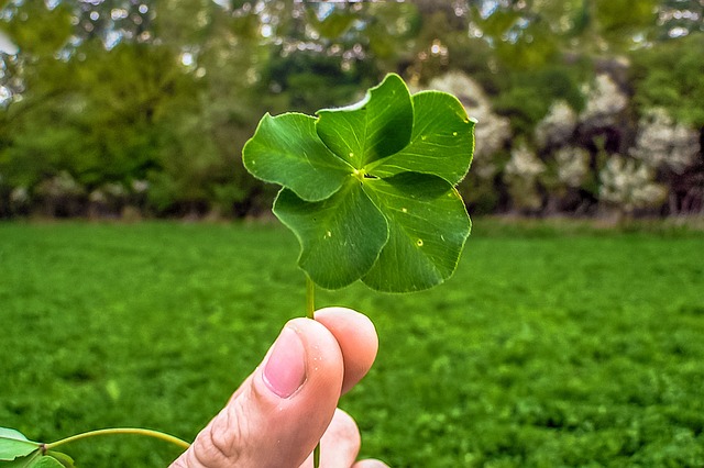 clover-mites-mites-640x480-48071178.jpeg