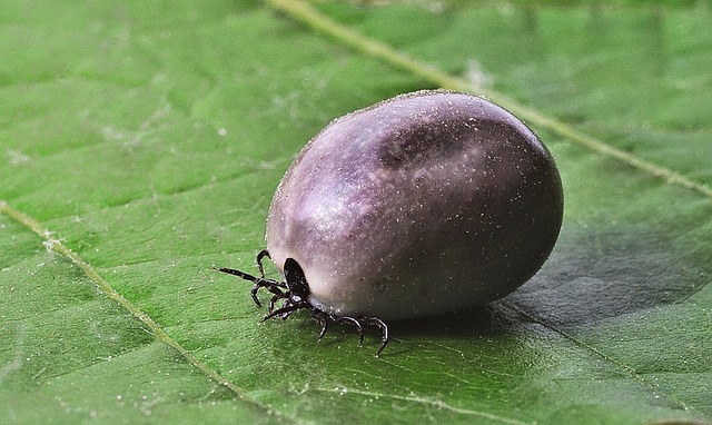 clover-mites-mites-640x480-97341781.jpeg
